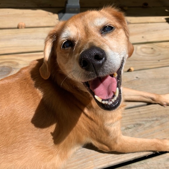 R.I.P. Junebug 😭 01/28/21 - Picture 3 of 16